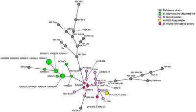 Phenotypic and Molecular Characterization of Brucella microti-Like Bacteria From a Domestic Marsh Frog (Pelophylax ridibundus)